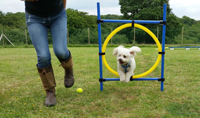 dog through hoop with trainer