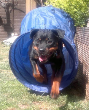 play sessions - Rottweiller